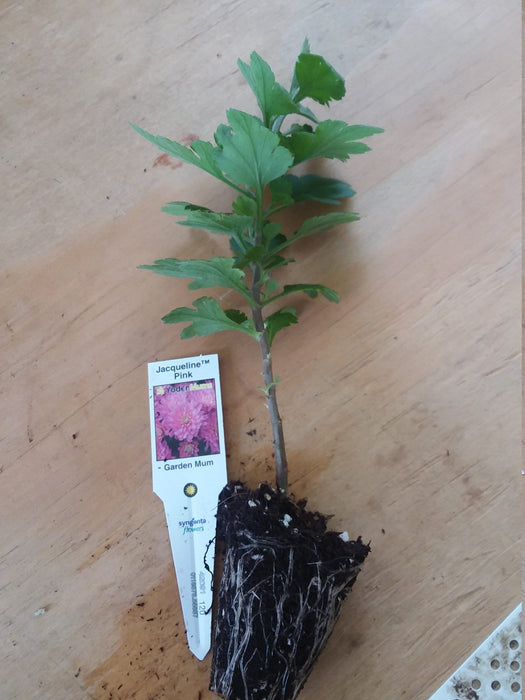 Chrysanthemum Jacqueline Pink