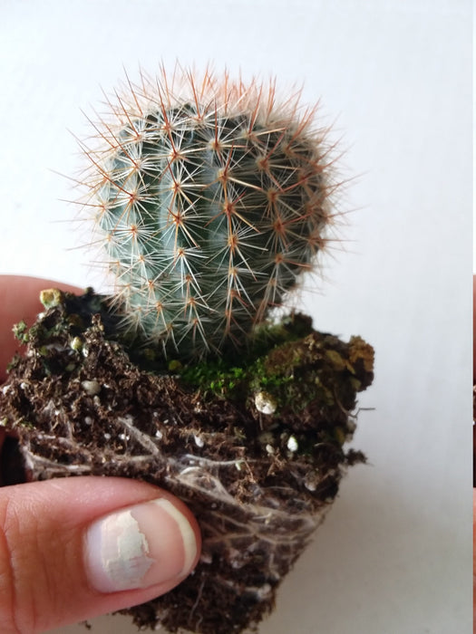 Red Notocactus Species