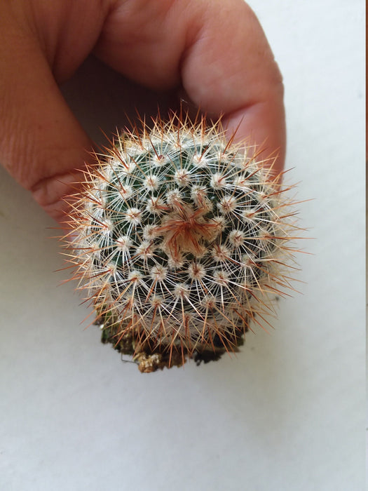 Red Notocactus Species