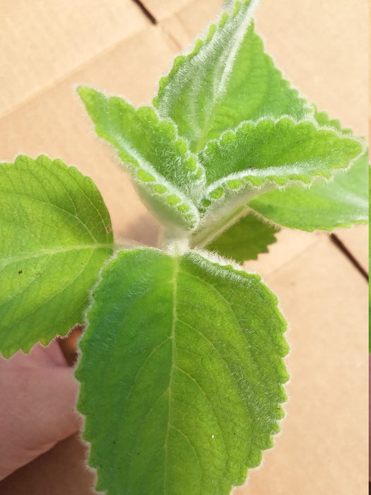 Plectranthes Lemon leaf