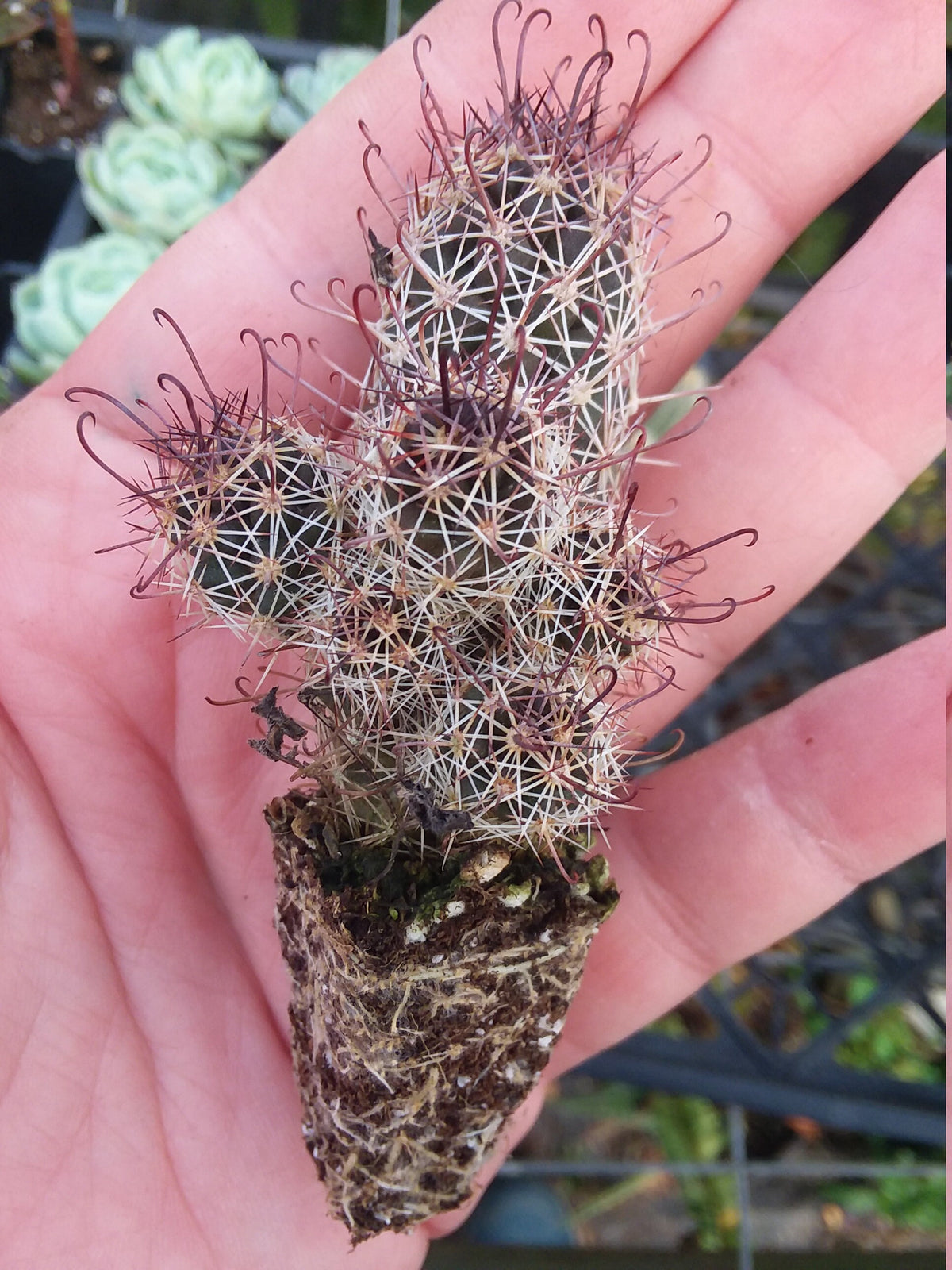 Fish hook cactus starter plant mammilaria — Gingers greenhouse