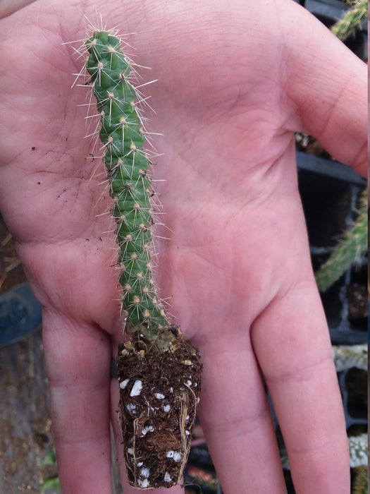 Cylindropuntia type#2 starter plant