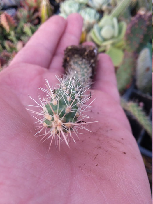 Cylindropuntia type#2 starter plant