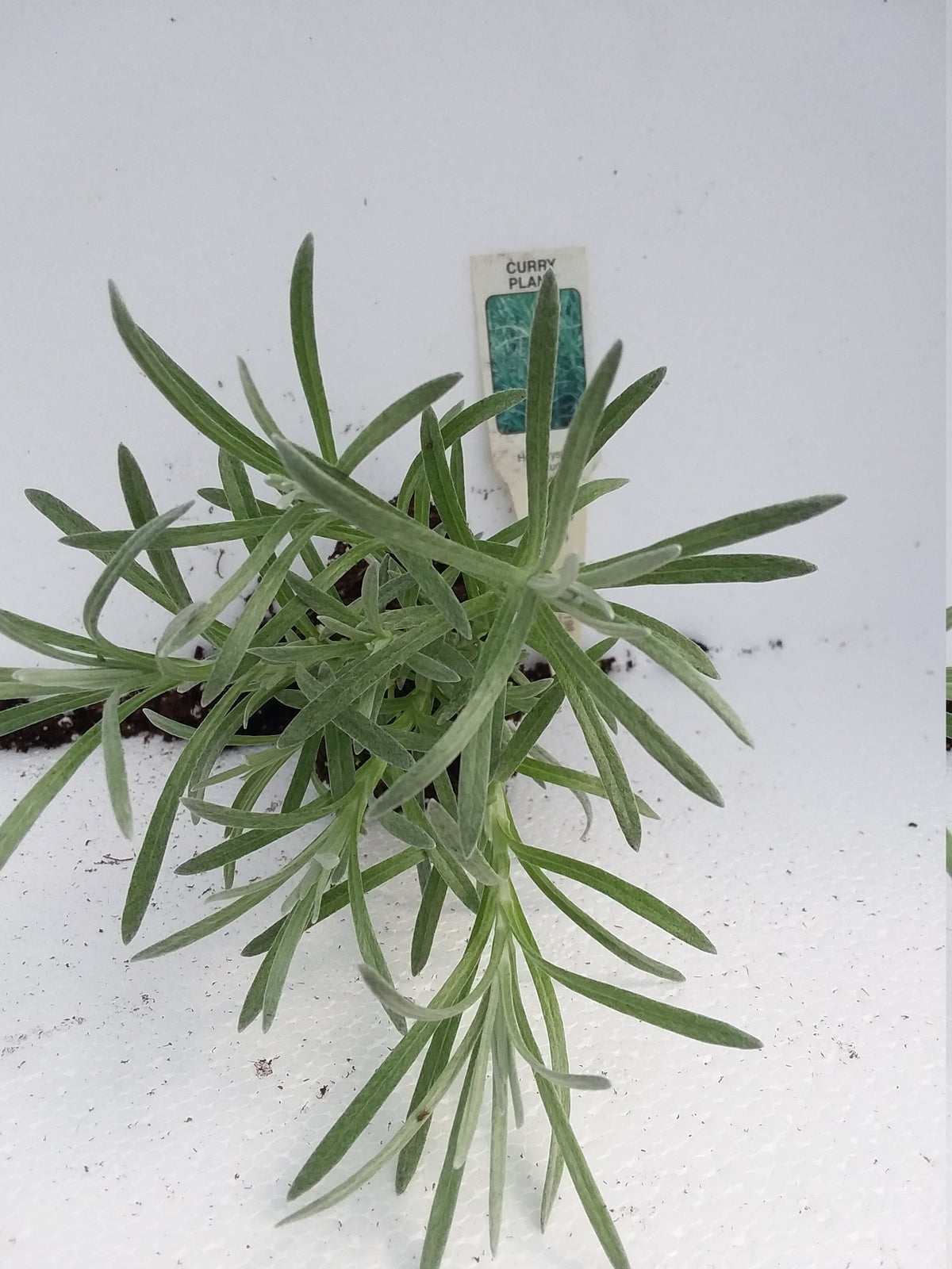 helichrysum angustifolium curry plant Curry Plant Helichrysum italicum — Gingers greenhouse