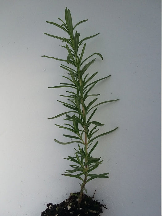 Live Rosemary starter plant