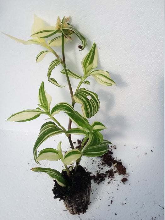 Tradescantia Wandering Dude