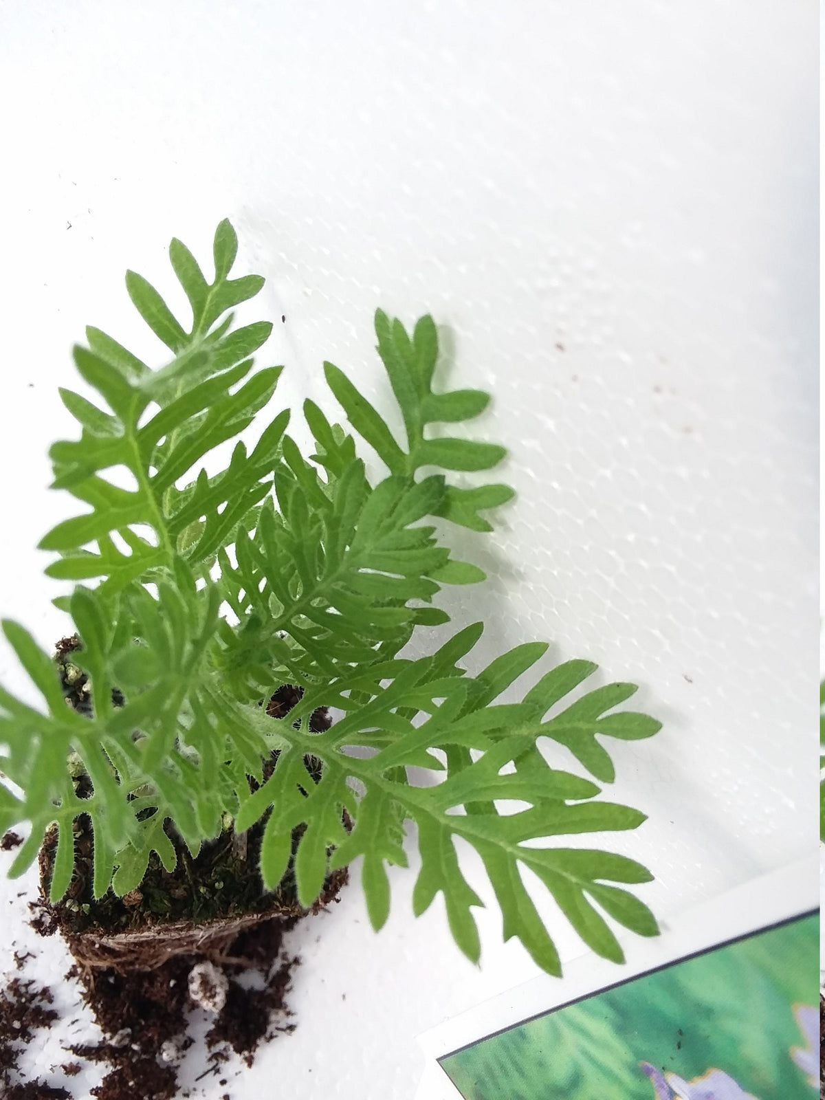 spanish eyes lavender plant Lavender Multifida Fern Leaf Spanish Eyes — Gingers greenhouse