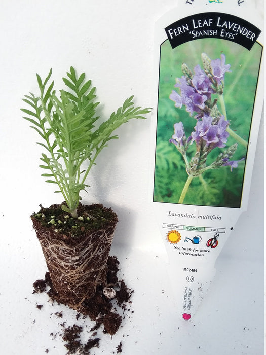 fern leaf lavender plant Lavender Multifida Fern Leaf Spanish Eyes