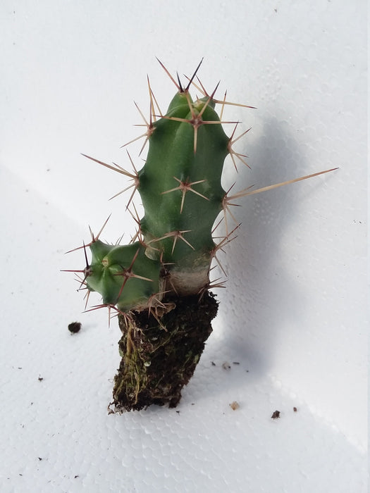 Echinocereus Pentalophus starter plant