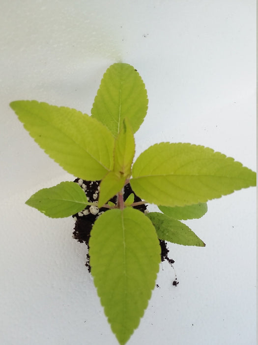 golden pineapple sage plant Golden Pineapple Sage
