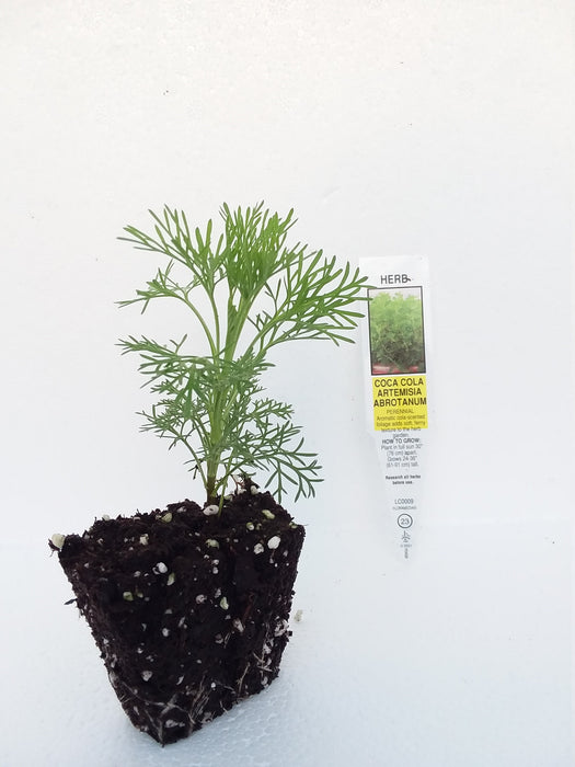 coca house plant Artemisia abrotanum Coca Cola Plant — Gingers greenhouse