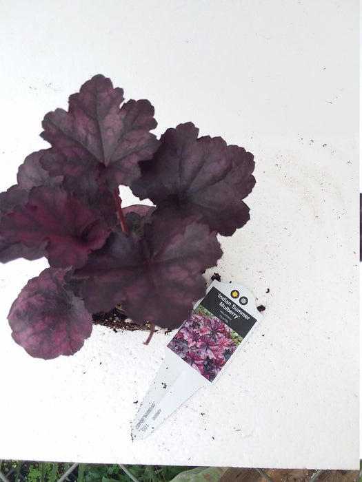 Heuchera Indian Summer Mulberry