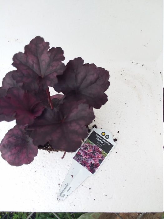 Heuchera Indian Summer Mulberry