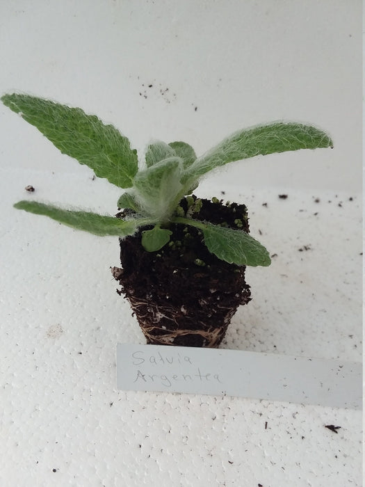 Salvia Argentea  Silver Sage