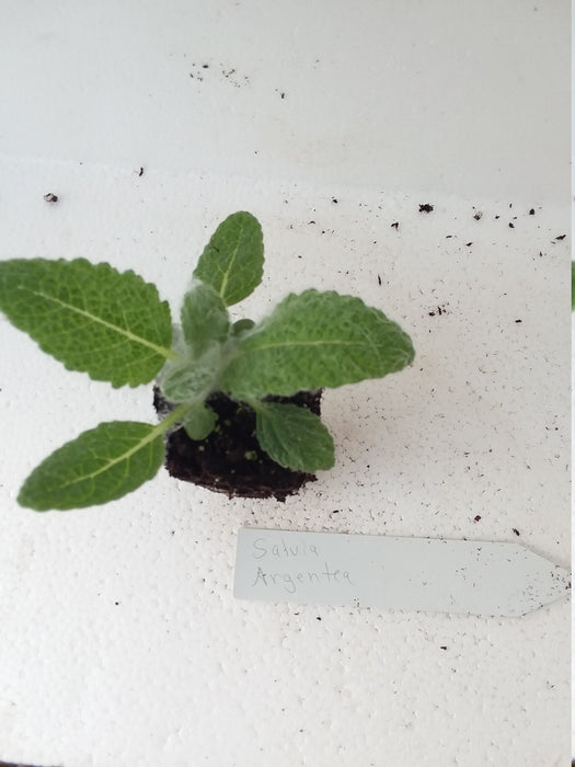 Salvia Argentea  Silver Sage