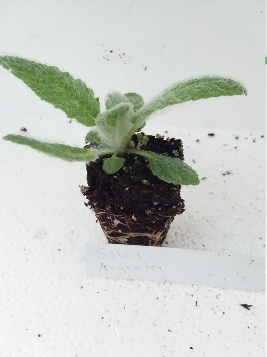 Salvia Argentea  Silver Sage