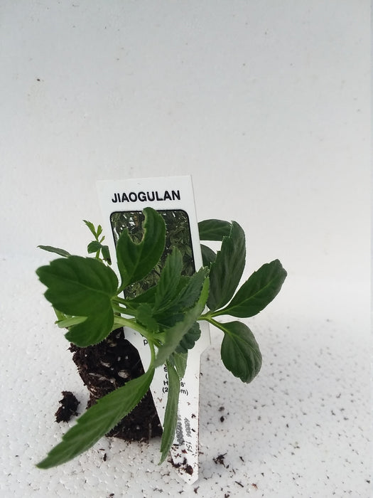 Jiaogulan Gymnostemma Pentaphyllum starter plant