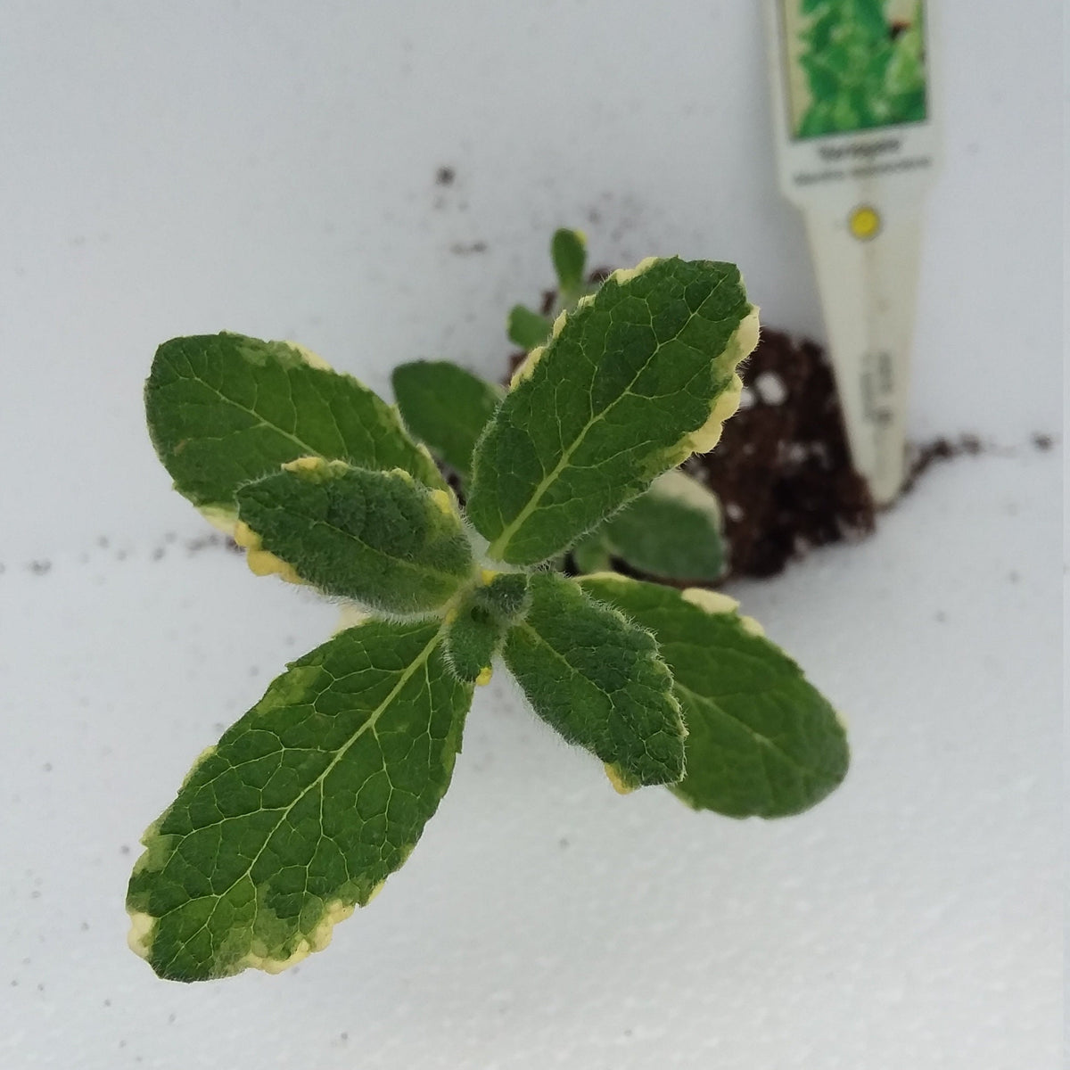 pineapple mint plants for sale Pineapple Mint — Gingers greenhouse