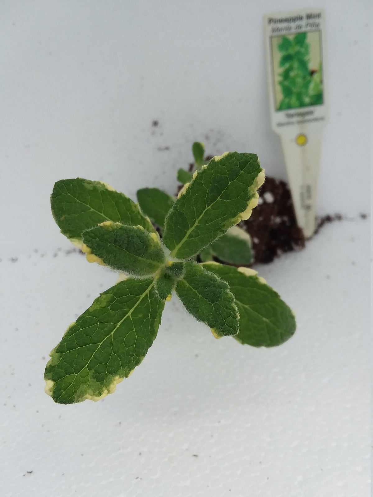 Pineapple Mint — Gingers greenhouse