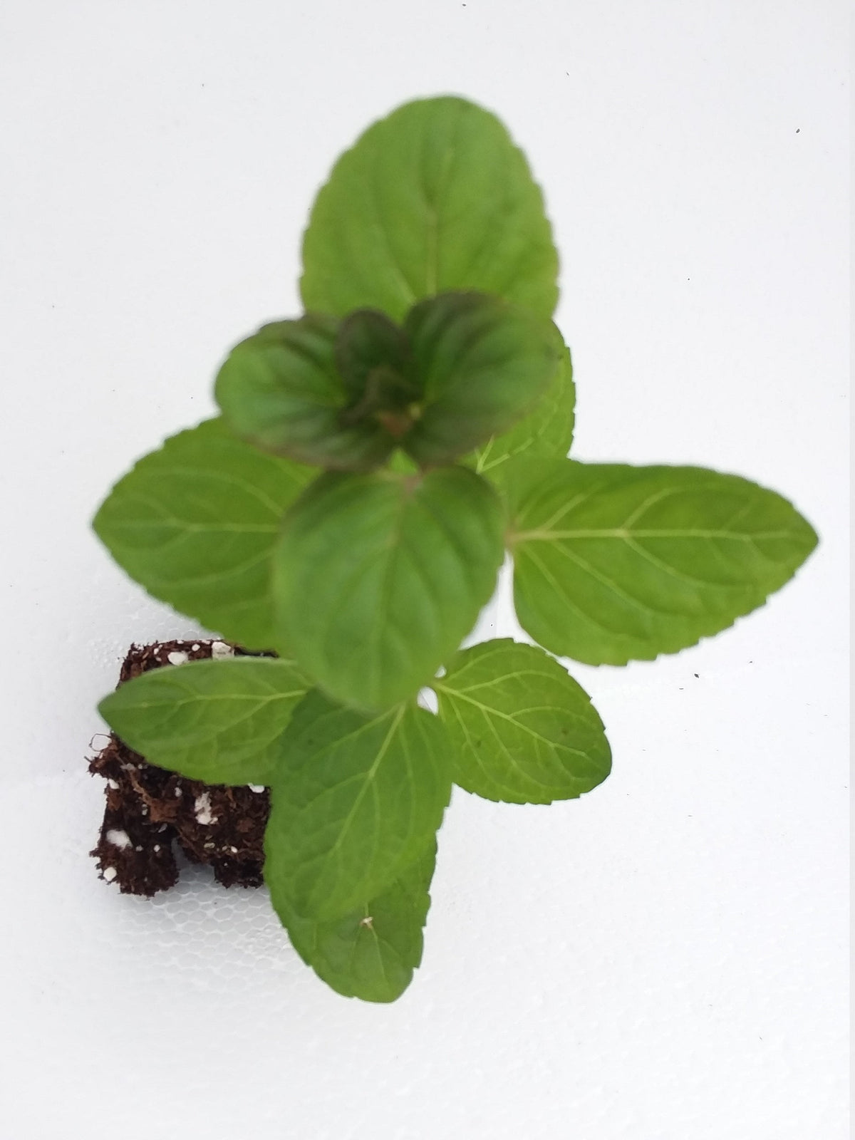 Eau De Cologne Mint