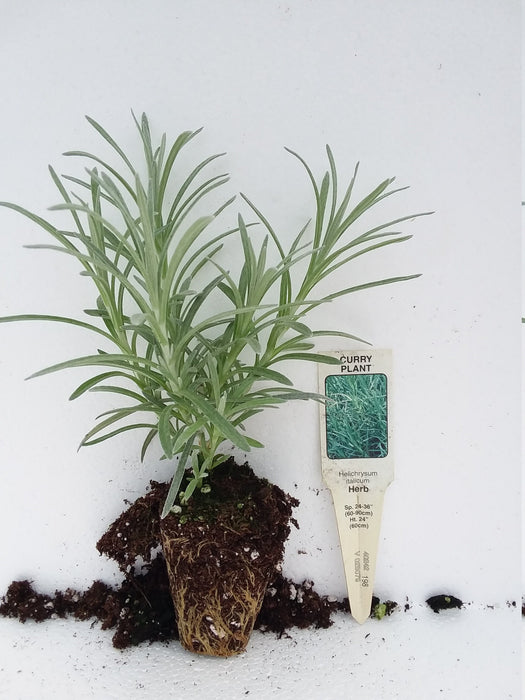 Curry Plant Helichrysum italicum starter plant