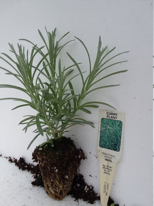 Curry Plant Helichrysum italicum starter plant