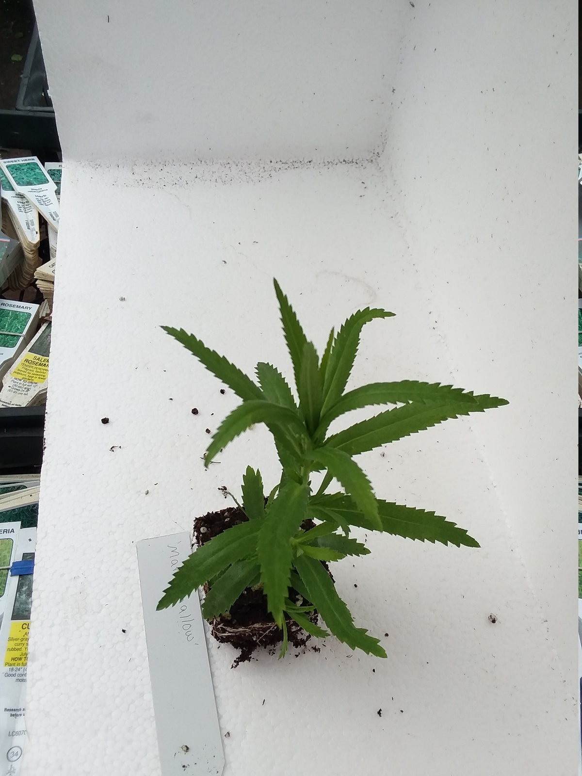 Achillea Ptarmica 'Marshmallow' Yarrow — Gingers greenhouse