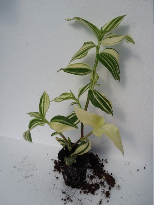 Tradescantia Wandering Dude