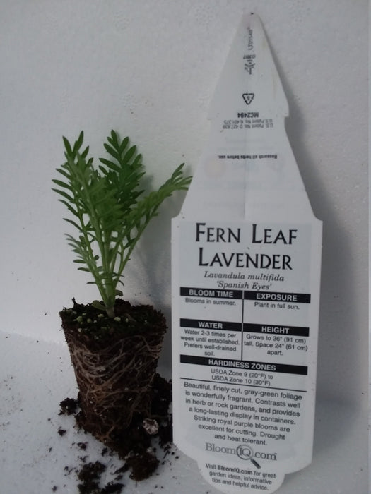 spanish eyes lavender plant Lavender Multifida Fern Leaf Spanish Eyes