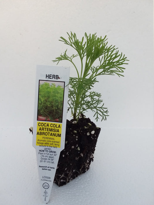 Artemisia abrotanum Coca Cola Plant starter