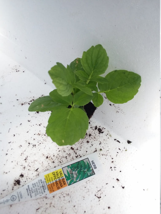 Valerian Valeriana Officinalis starter plant