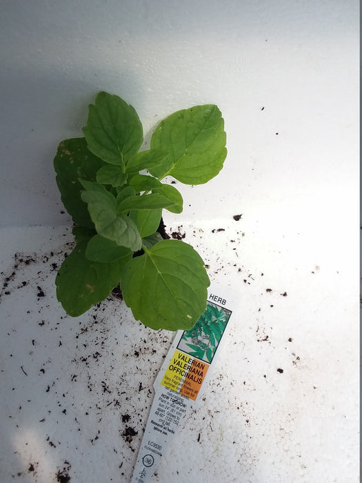 Valerian Valeriana Officinalis starter plant