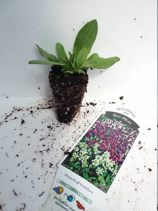 Self heal Prunella Grandiflora Bella Deep Rose