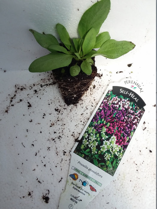 Self heal Prunella Grandiflora Bella Deep Rose