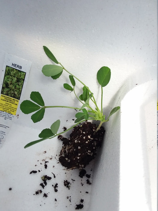 Fenugreek Trigonella Foenum Graecum