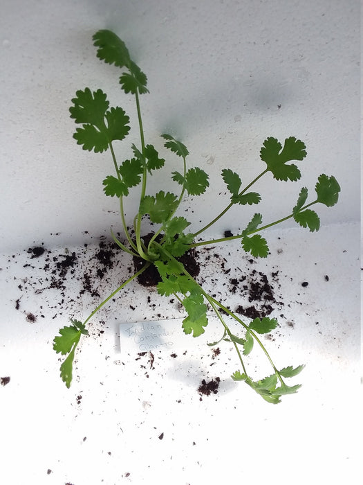 Indian Coriander Cilantro