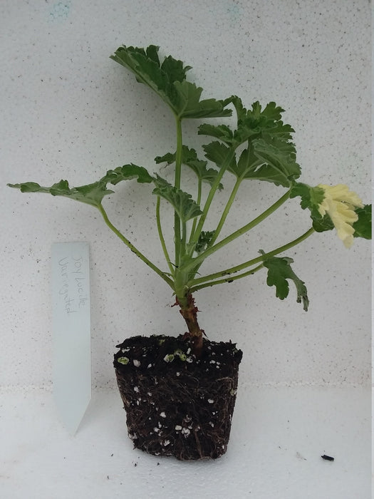 Scented Geranium Joy Lucille starter plant