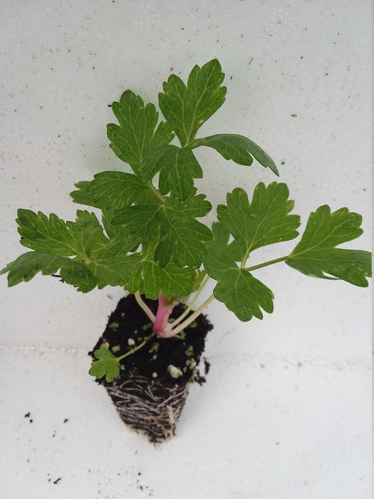 Chinese pink Celery starter plant