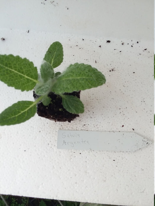 Salvia Argentea  Silver Sage