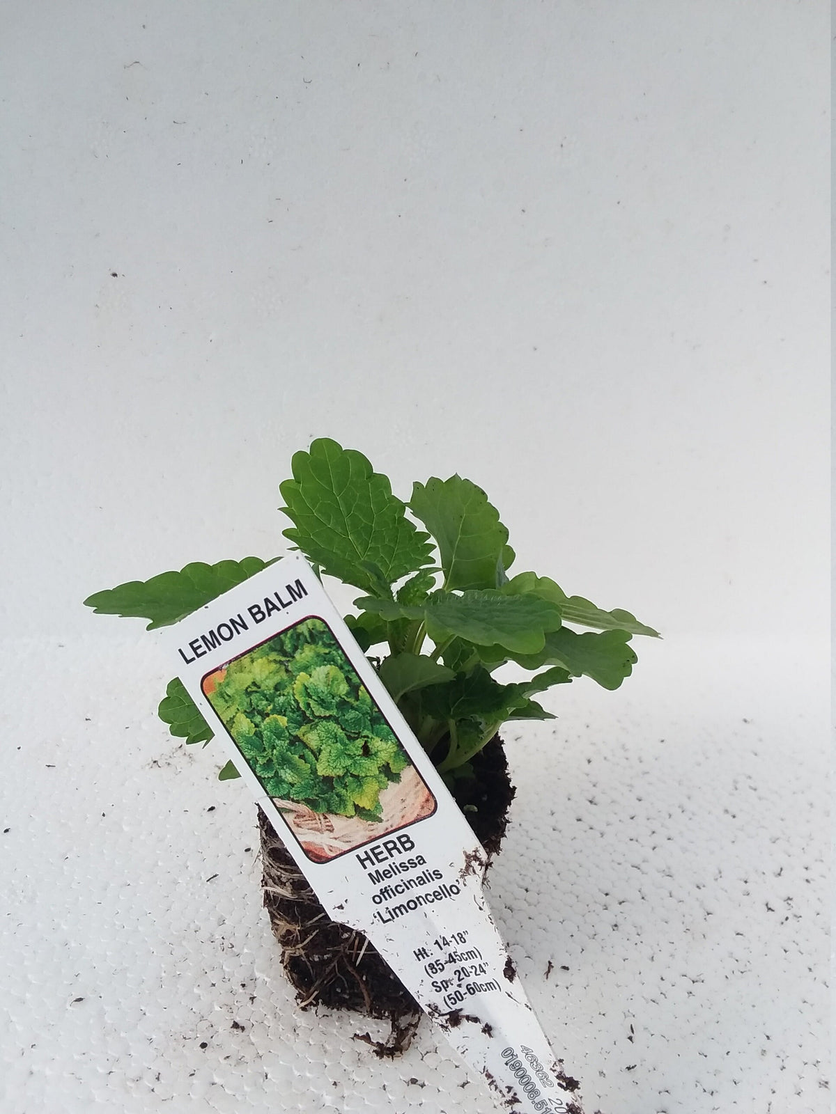 Lemon Balm Melissa Officinalis Limoncello — Gingers greenhouse