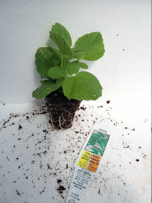 Valerian Valeriana Officinalis starter plant