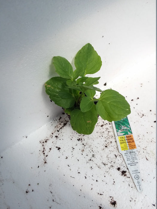 Valerian Valeriana Officinalis starter plant