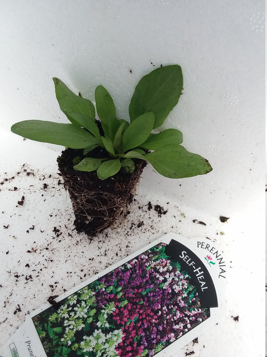 Self heal Prunella Grandiflora Bella Deep Rose