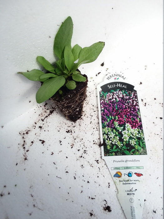 Self heal Prunella Grandiflora Bella Deep Rose