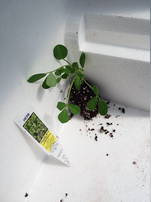 Fenugreek Trigonella Foenum Graecum