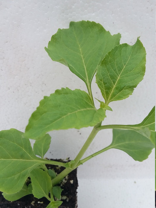 Spilanthes Acmella Alba starter plant