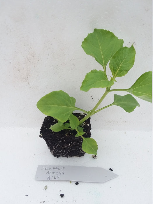 Spilanthes Acmella Alba starter plant