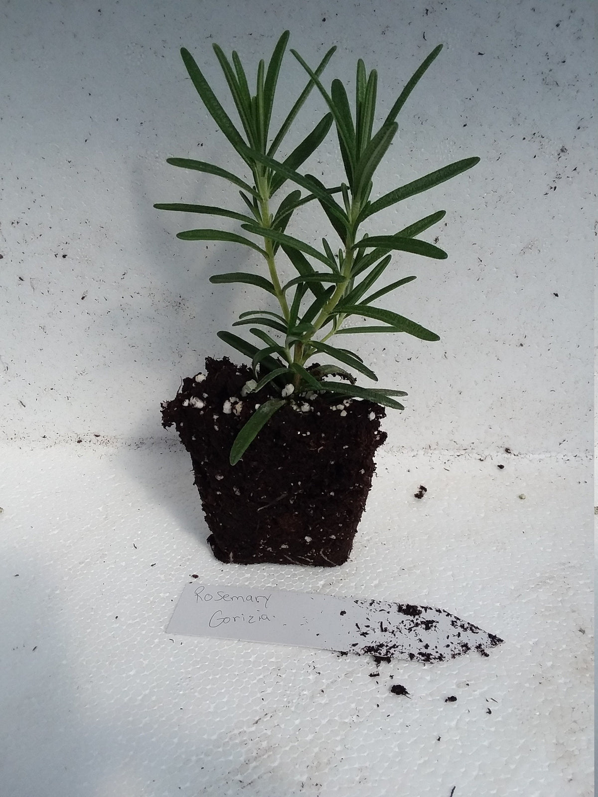 Rosemary Gorizia — Gingers greenhouse