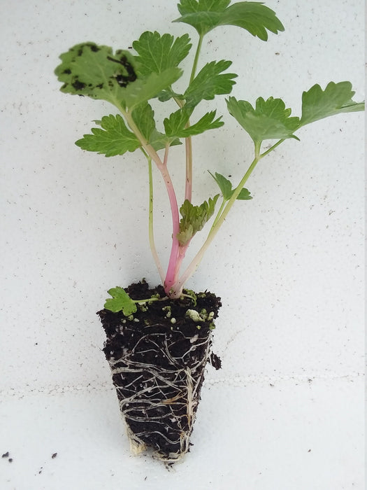 Chinese pink Celery starter plant