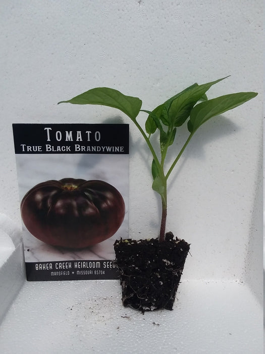 Tomato True Black Brandywine